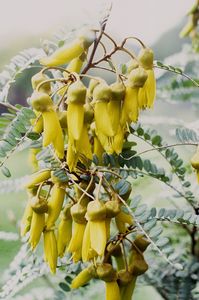 Sophora cassioides